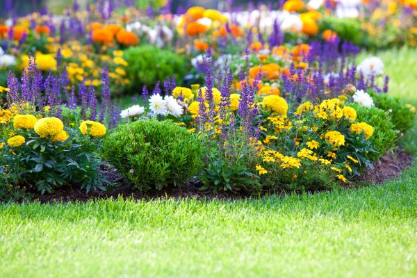Flower Bed Maintenance in Modesto