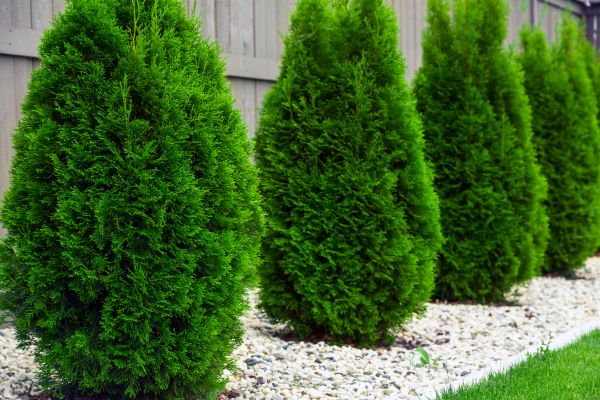 Arborvitae Planting in Modesto