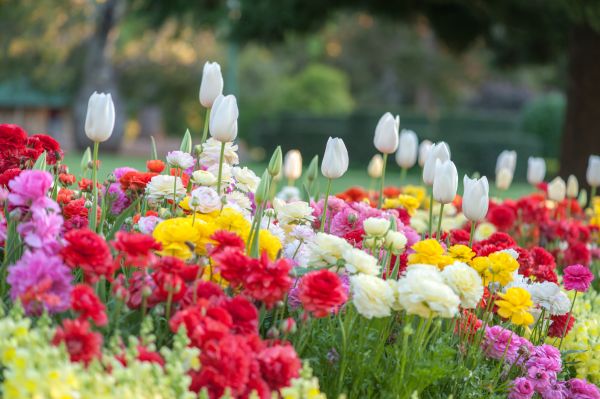 Gardening Service in Modesto