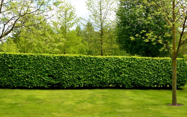 Hedge Planting in Modesto