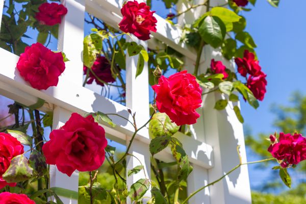 Home Gardening Service in Modesto