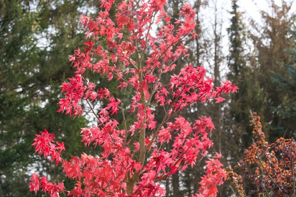Japanese Maple Planting in Modesto