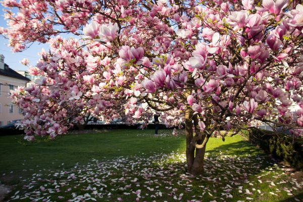Magnolia Tree Planting in Modesto