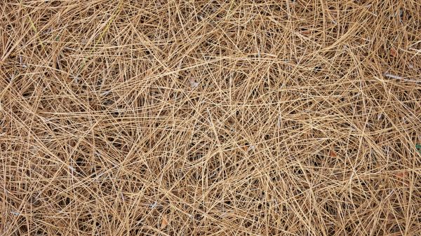 Pine Needles Delivery in Modesto