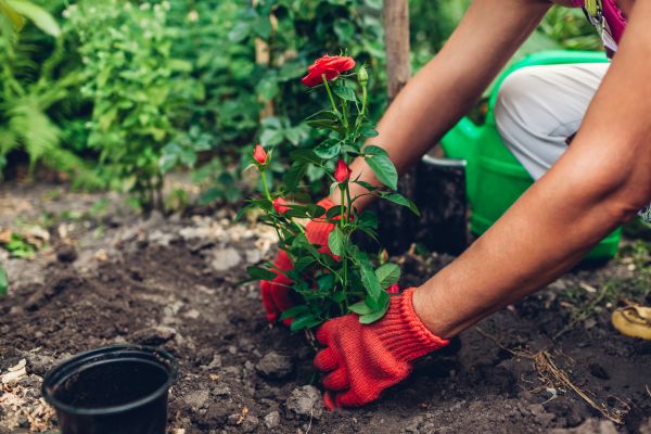 Planting Service in Modesto