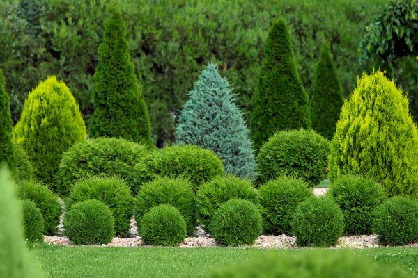 Shrub Replacement in Modesto