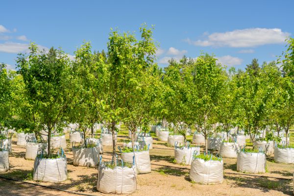 Tree Planting Service in Modesto