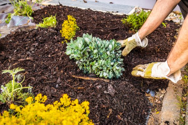 Weeding And Mulching in Modesto