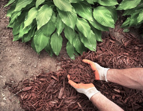 Shredded Mulch Service in Modesto
