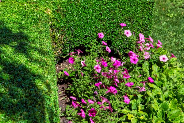 Softscaping Service in Modesto