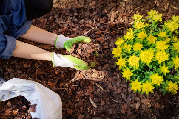 Pine Bark Mulch Installation in Modesto