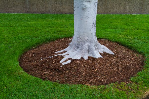 Brown Mulch Installation in Modesto