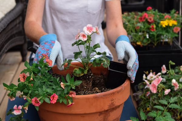 Plant Care Service in Modesto