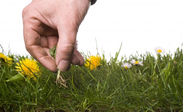 Lawn Weeding in Modesto