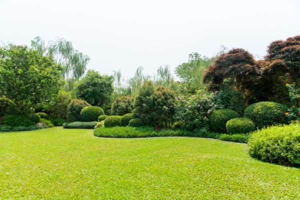 Tree Landscaping in Modesto