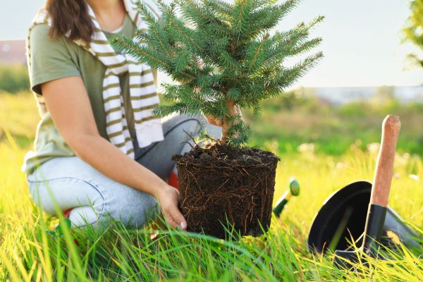 Spruce Tree Planting in Modesto