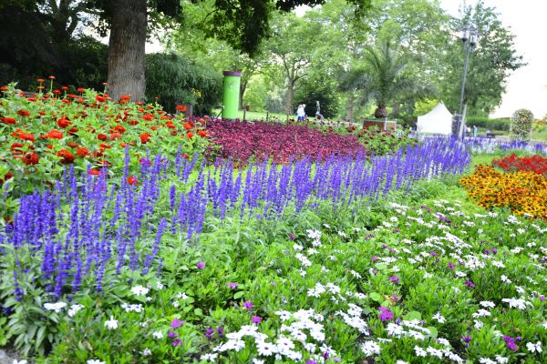 Perennials Planting in Modesto