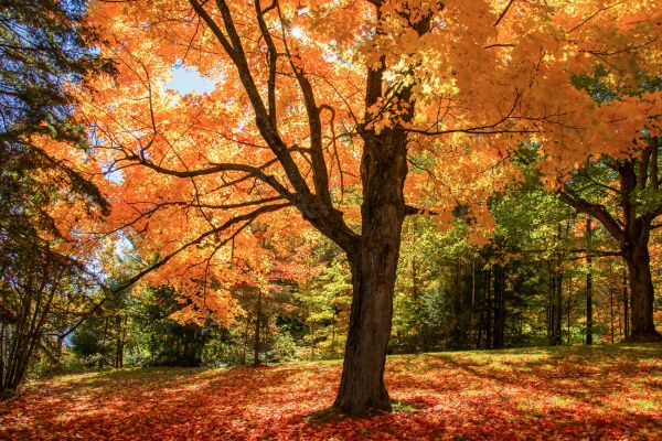 Maple Tree Planting in Modesto