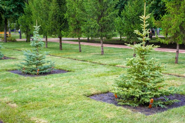 Privacy Trees Planting in Modesto