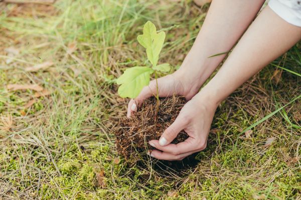 Oak Tree Planting in Modesto