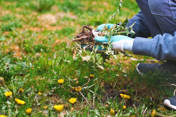 Flower Bed Clearing in Modesto
