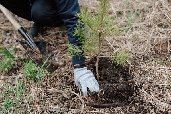 Pine Tree Planting in Modesto