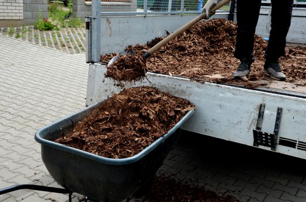 Cedar Mulch Delivery in Modesto