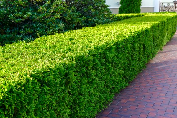 Hedge Installation in Modesto