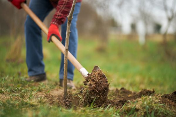 Trees Planting in Modesto