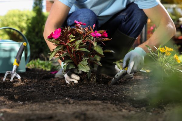 Plant Replacement in Modesto