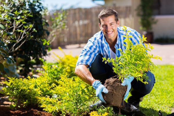 Shrub Landscaping in Modesto