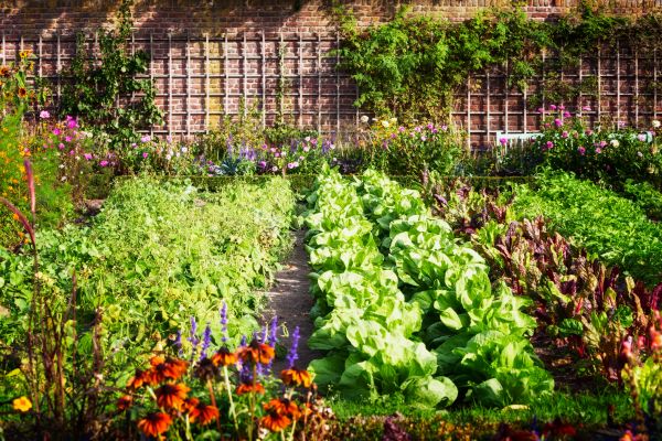 Garden Planting Service in Modesto