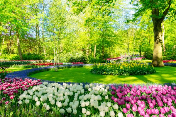 Flower Landscaping in Modesto