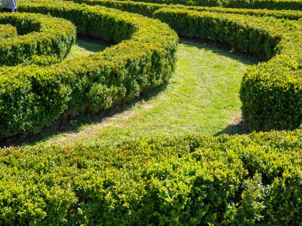 Bush Landscaping in Modesto