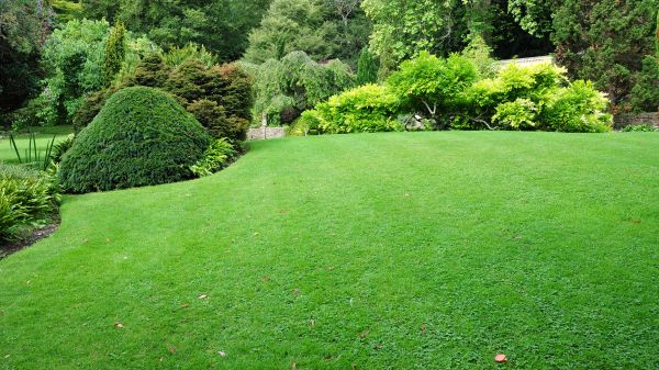 Commercial Landscape Design in Modesto