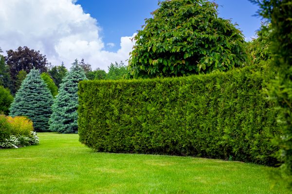 Hedge Landscaping in Modesto