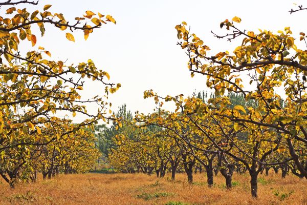 Pear Tree Planting in Modesto