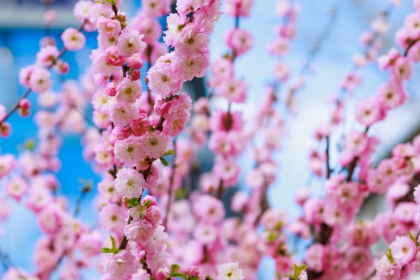 Japanese Cherry Tree Planting in Modesto