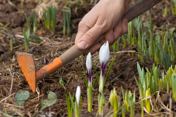 Flower Garden Weeding in Modesto
