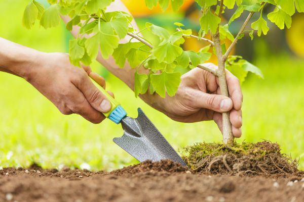 Fruit Tree Planting in Modesto