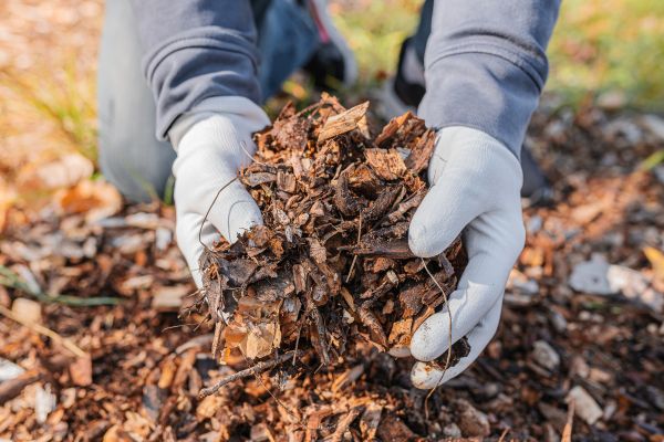 Shredded Mulch Installation in Modesto