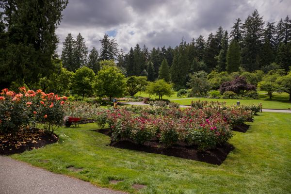 Flower Garden Landscaping in Modesto