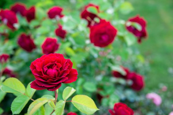 Rose Planting in Modesto