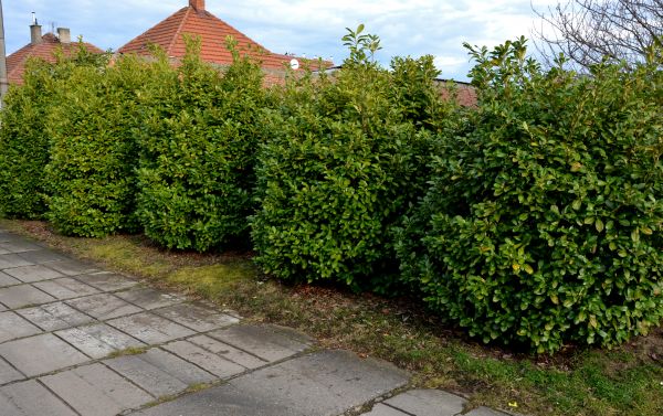 Privacy Shrub Installation in Modesto