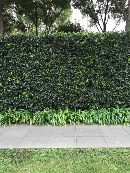 Privacy Shrub Planting in Modesto