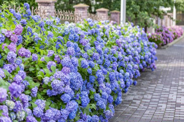 Hydrangea Landscaping in Modesto
