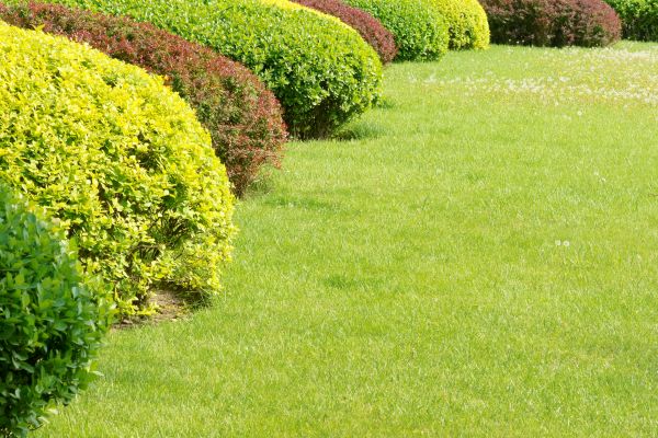 Shrubbery Planting in Modesto