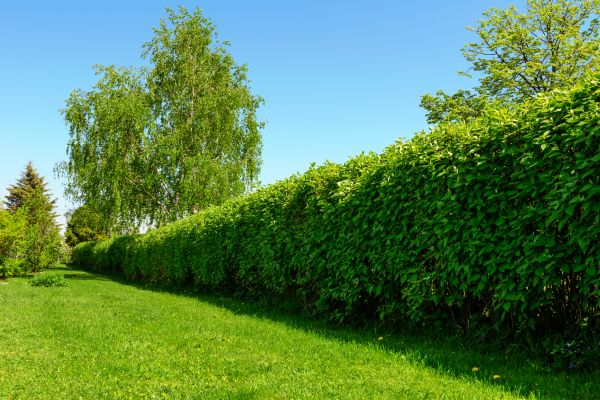 Hedge Replacement in Modesto