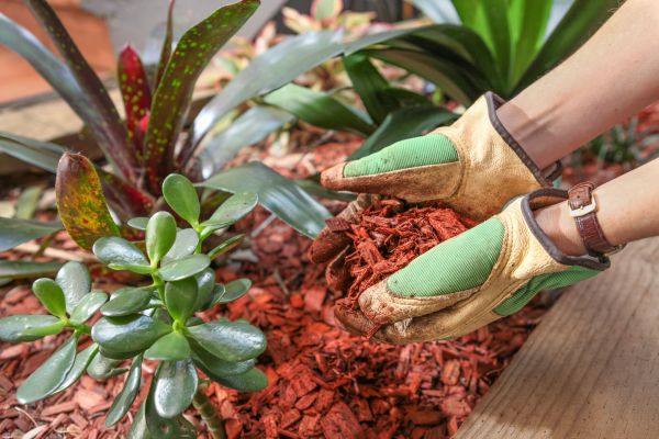Cedar Mulch Installation in Modesto