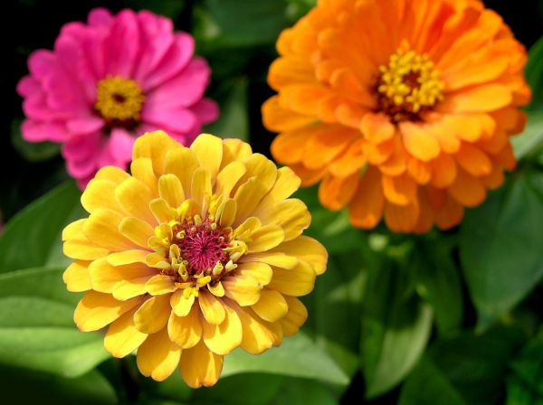 Zinnia Planting in Modesto